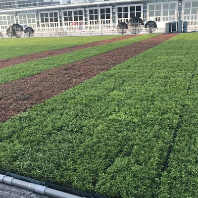 Las bandejas verdes modernas son la solución definitiva para plantar flores y verduras