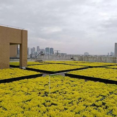 Las bandejas verdes modernas son la solución definitiva para plantar flores y verduras