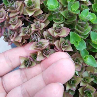 Planta de macetas de flores de jardín de plástico cuadrado con material HDPE y acabado sin revestimiento