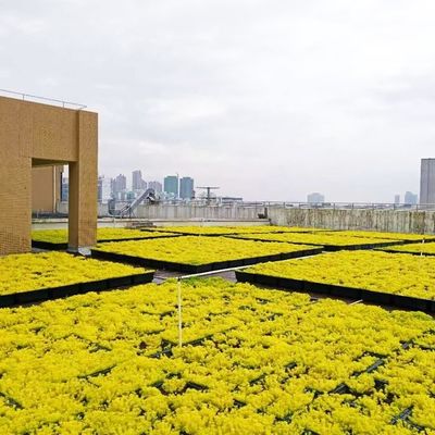 Uso en el jardín Contenedores de plantas de plástico cuadrados Planta en el techo Plantación de semillas de jardín bandeja de propagación