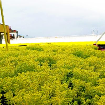 Uso en el jardín Contenedores de plantas de plástico cuadrados Planta en el techo Plantación de semillas de jardín bandeja de propagación