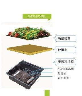 Cuadrado de forma Sedum Green Roof Tray para gran jardinero de plástico y planta verde