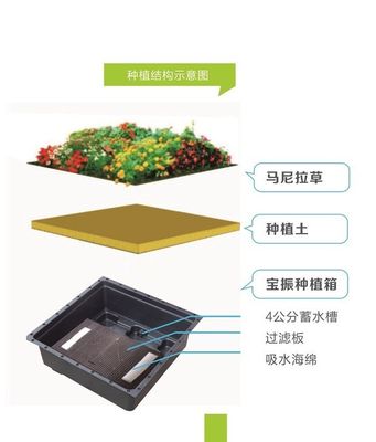 Cuadrado de forma Sedum Green Roof Tray para gran jardinero de plástico y planta verde