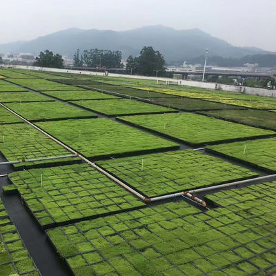 Sistema de bandejas modulares de techo verde Sedum ecológico para plantar flores y verduras