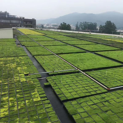 Techos verdes de plástico Rectángulo bandeja de jardín 500x500mm para 4 unidades cuadradas y maceta de flores