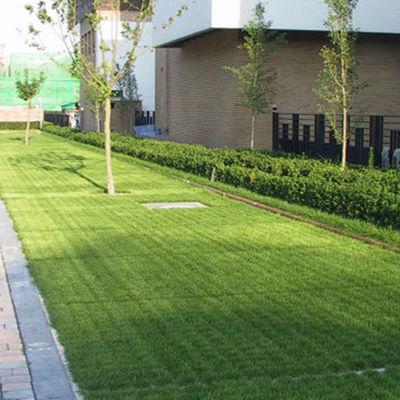 Redes de pavimento permeable de HDPE verde para una fácil instalación en la entrada de un embalaje en tierra